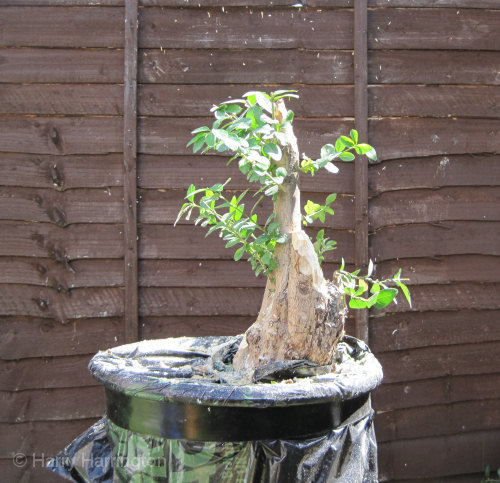 Large Privet Bonsai Progression 